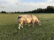 Registered Charolais Bull