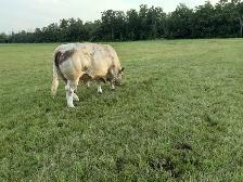 Registered Charolais Bull - Photo 2