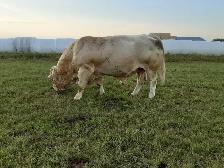 Registered Charolais Bull - Photo 3