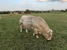 Registered Charolais Bull - Photo 4