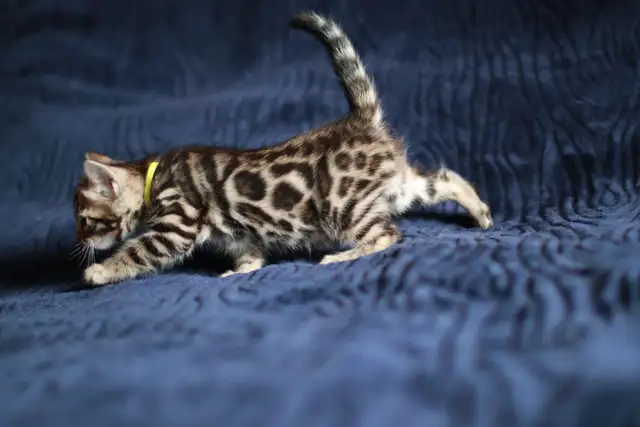 Leopard-Look Bengal Kittens: Brown, Silver, Charcoal, TICA