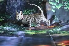 Leopard-Look Bengal Kittens: Brown, Silver, Charcoal, TICA - Photo 4