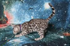 Leopard-Look Bengal Kittens: Brown, Silver, Charcoal, TICA - Photo 5
