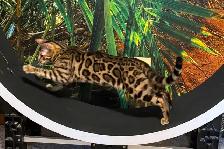 Leopard-Look Bengal Kittens: Brown, Silver, Charcoal, TICA - Photo 6