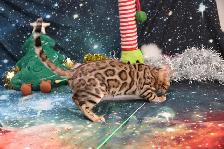 Leopard-Look Bengal Kittens: Brown, Silver, Charcoal, TICA - Photo 7