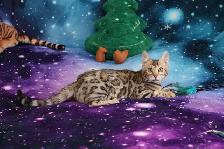 Leopard-Look Bengal Kittens: Brown, Silver, Charcoal, TICA - Photo 8