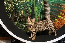 Leopard-Look Bengal Kittens: Brown, Silver, Charcoal, TICA - Photo 9