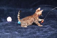 Leopard-Look Bengal Kittens: Brown, Silver, Charcoal, TICA - Photo 10