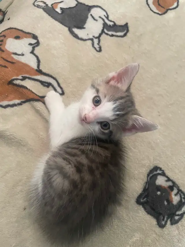 Kittens