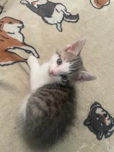 Kittens