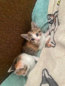 Kittens - Photo 2