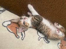 Kittens - Photo 3