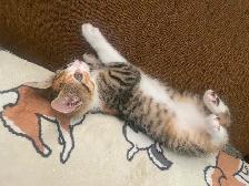 Kittens - Photo 4