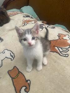 Kittens - Photo 5