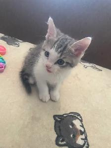 Kittens - Photo 6
