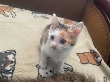 Kittens - Photo 7