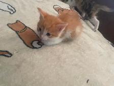 Kittens - Photo 8