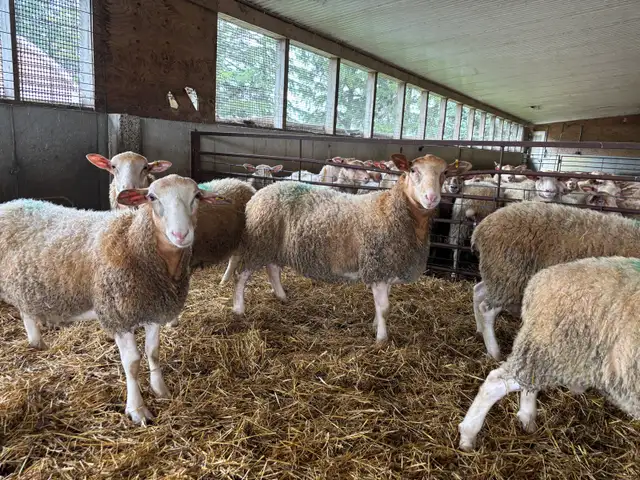 Rideau Arcott Rams