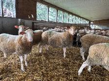 Rideau Arcott Rams
