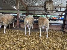 Rideau Arcott Rams - Photo 2