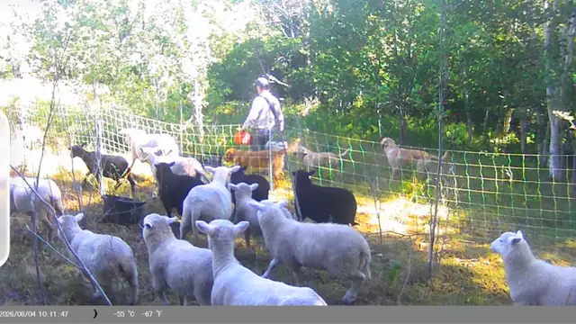 Flock of Sheep