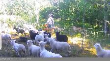 Flock of Sheep