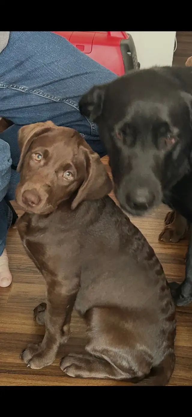 Labrador female last one!