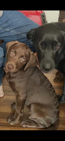 Labrador female last one!