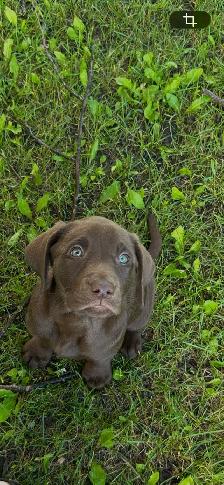 Labrador female last one! - Photo 5