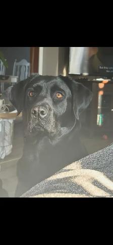 Labrador female last one! - Photo 6