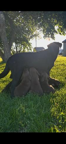 Labrador female last one! - Photo 8
