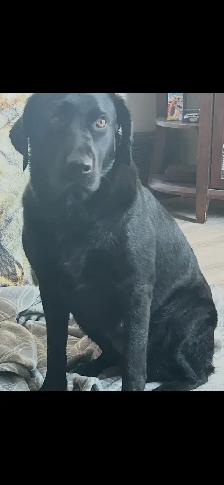 Labrador female last one! - Photo 9