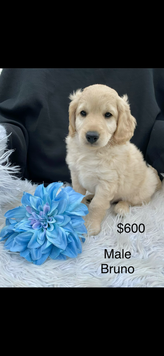 Minnie Male F1B labradoodle puppy.