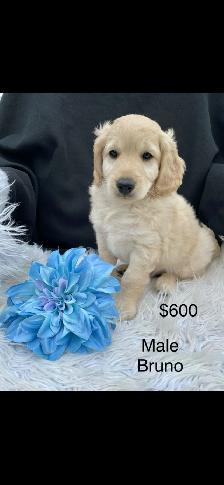 Minnie Male F1B labradoodle puppy.