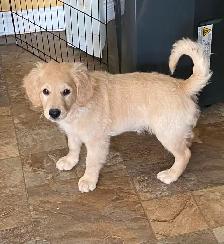 Minnie Male F1B labradoodle puppy. - Photo 2