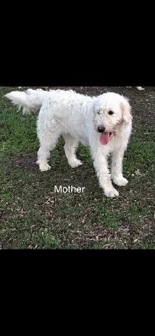Minnie Male F1B labradoodle puppy. - Photo 3