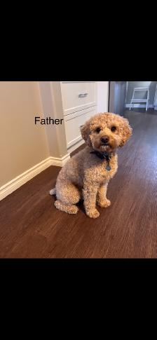 Minnie Male F1B labradoodle puppy. - Photo 4