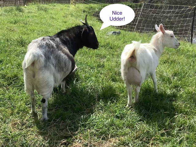 Herd of Goats