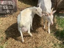 Herd of Goats - Photo 2
