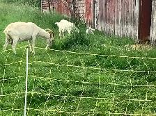 Herd of Goats - Photo 3