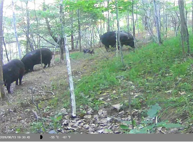 Herd of 5 Pigs
