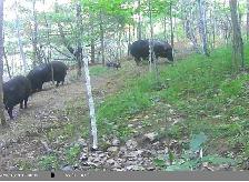 Herd of 5 Pigs