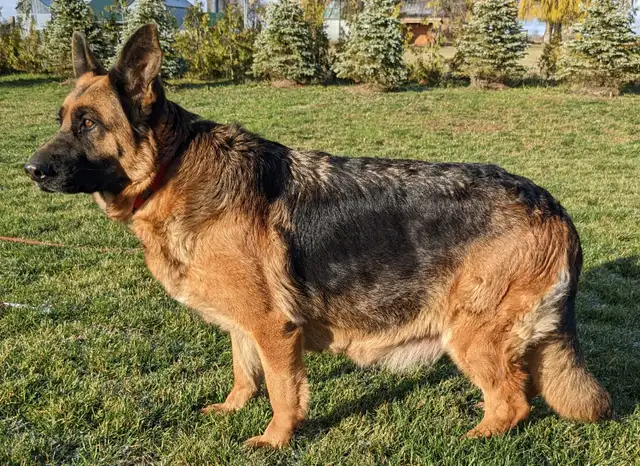 German Shepherd Female
