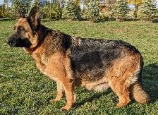 German Shepherd Female