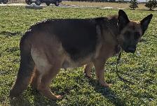 German Shepherd Female - Photo 2