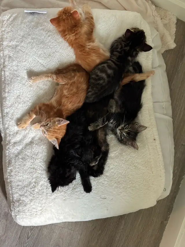 Sweet Baby Kittens