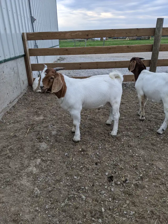 Purebred Boer buckling for sale