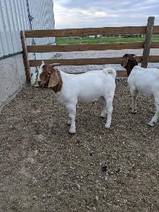 Purebred Boer buckling for sale