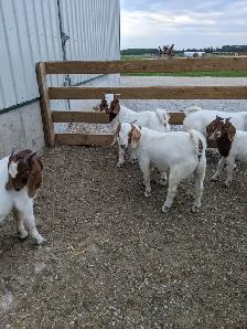 Purebred Boer buckling for sale - Photo 2