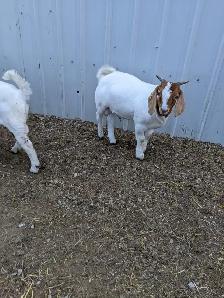 Purebred Boer buckling for sale - Photo 3